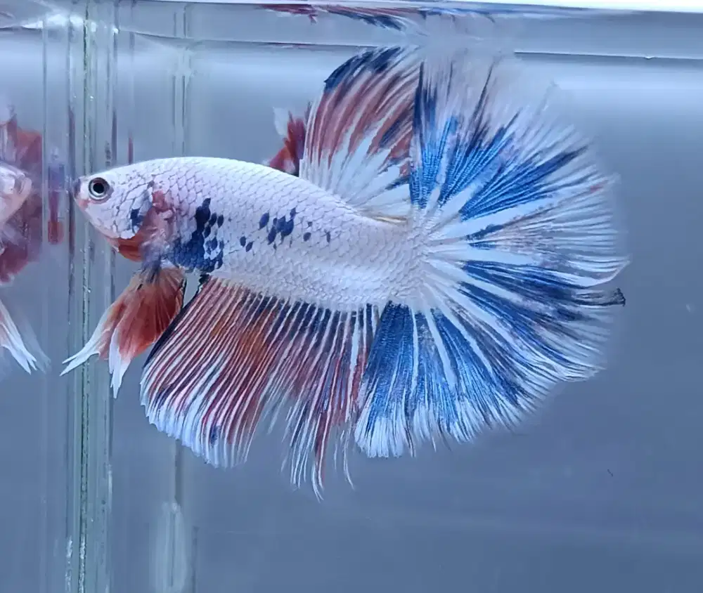 ikan cupang hm pink flamingo