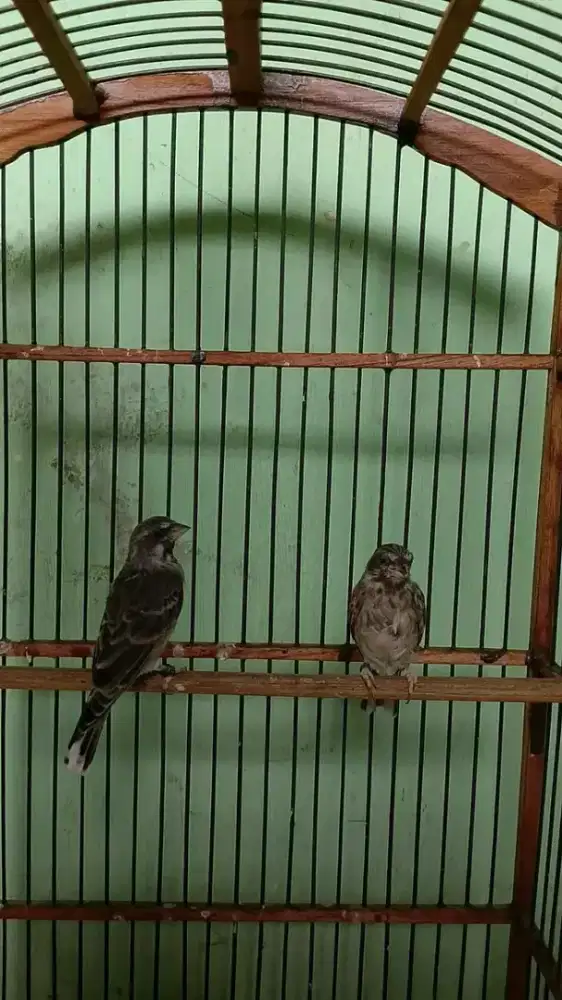 Sepasang blackthroat produksian