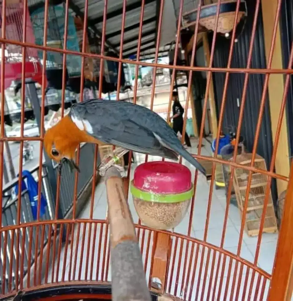 Anis merah gacor teler