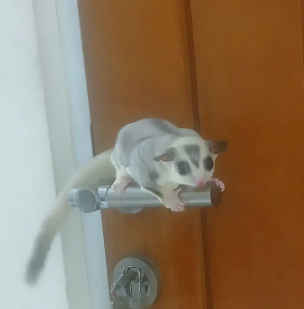 Sugar glider jantann