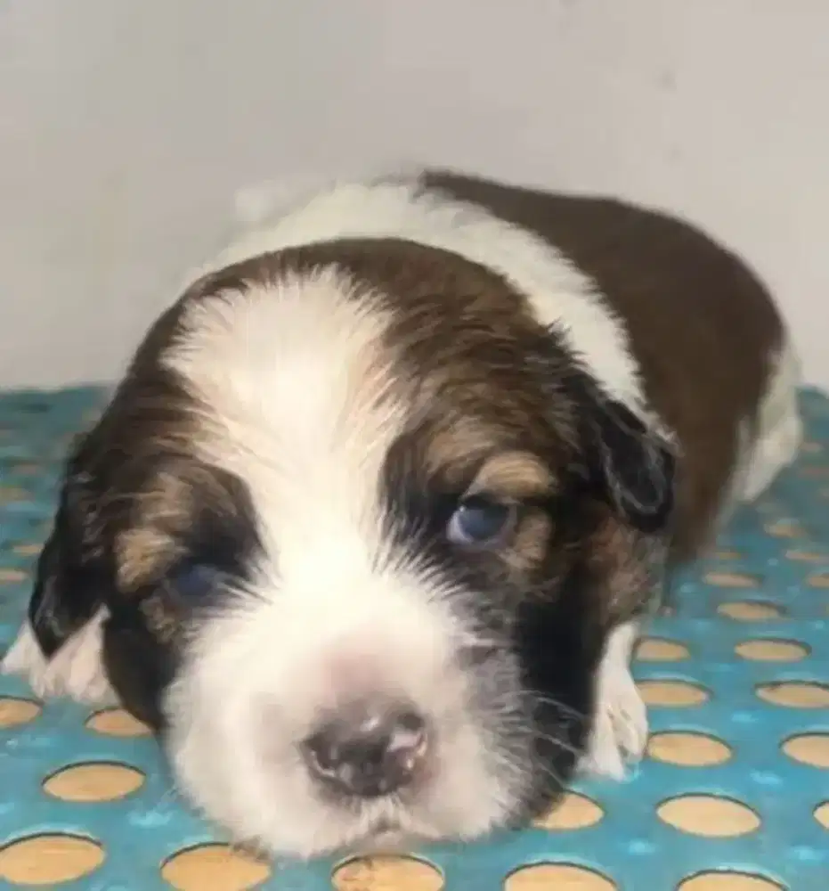 Anak anjing lucu Shih tzu