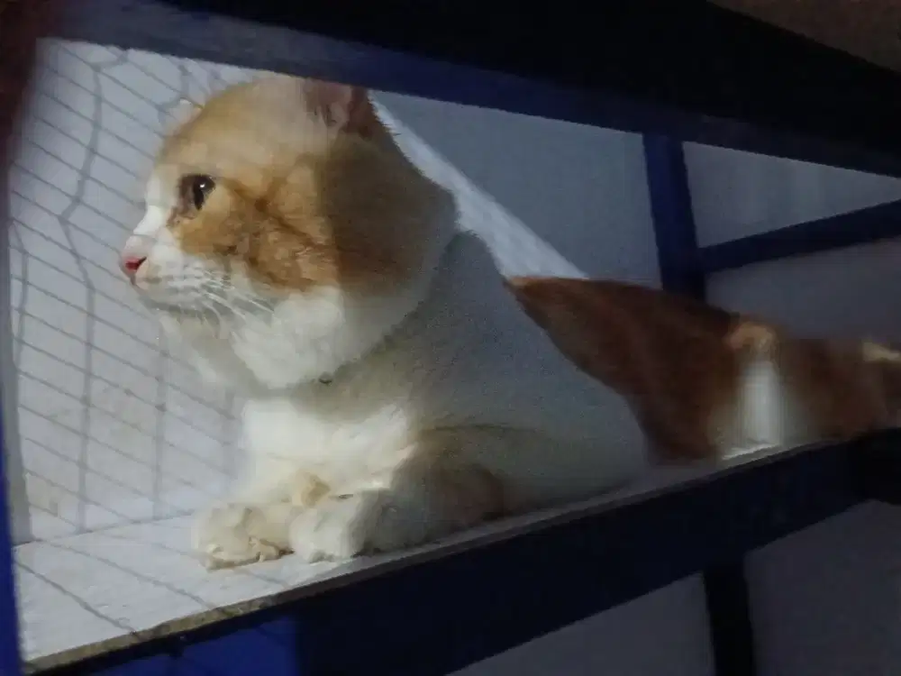 Open Adopt - Kucing Persia