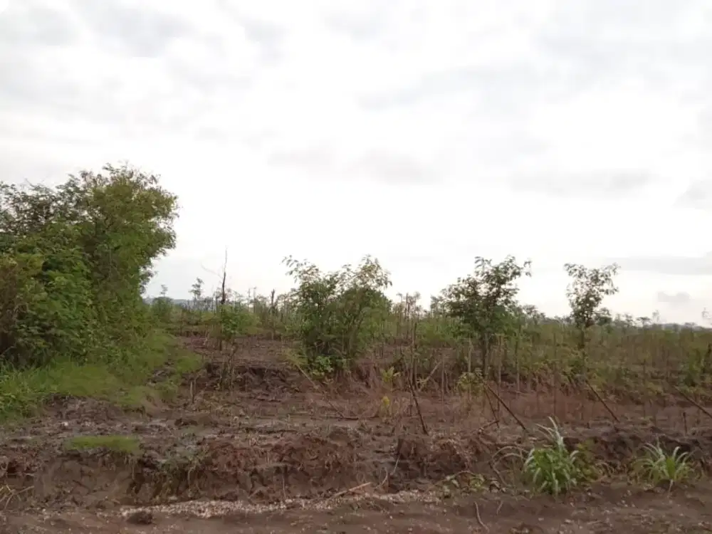 Murah, tanah subur dan datar