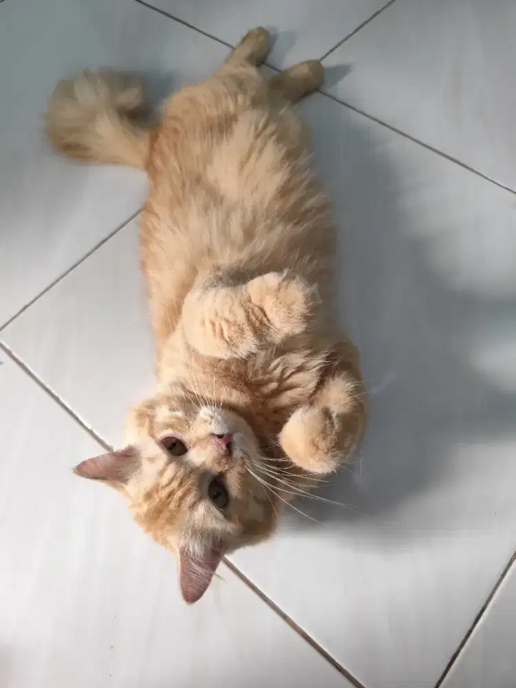 Kucing jantan dewasa jago kawin