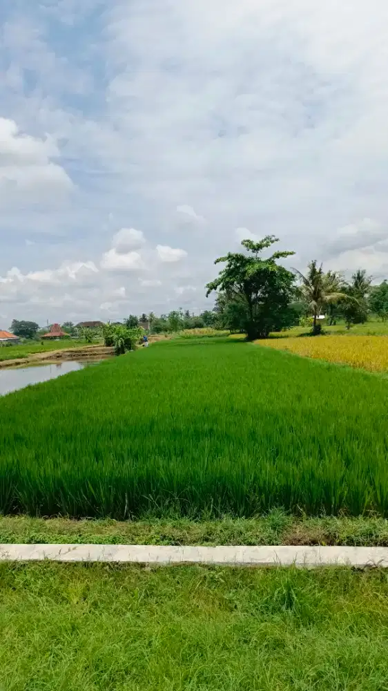 Dijual Tanah Sawah Murah di Kaliwaru, Selomartani, Kalasan, Sleman
