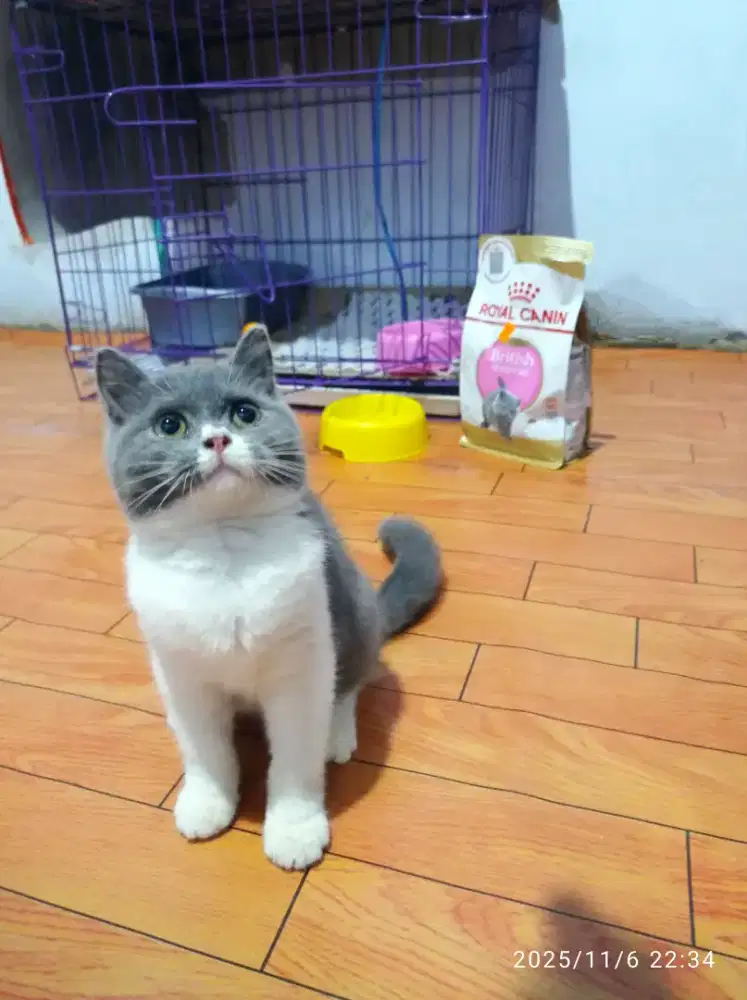 British kitten bicolor betina