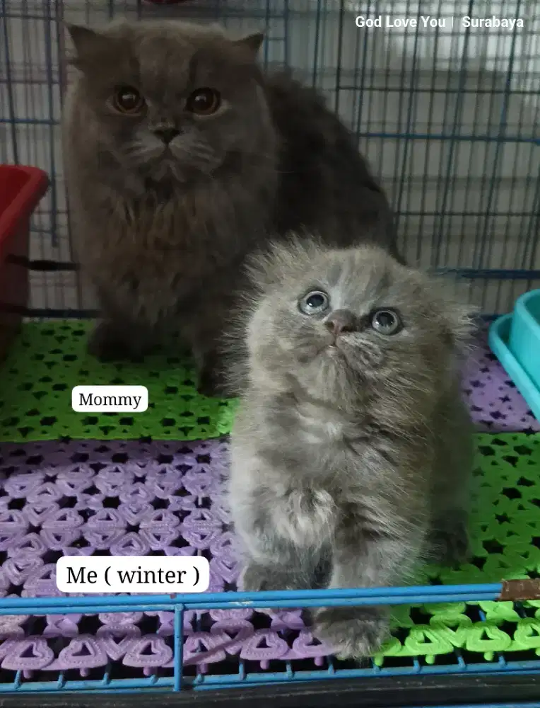 Kucing Munchkin Gaelic