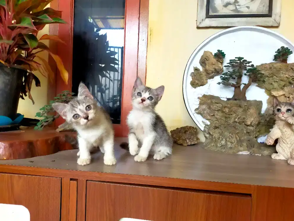 Kucing Munchkin Non standar sepasang 2.5 bulan