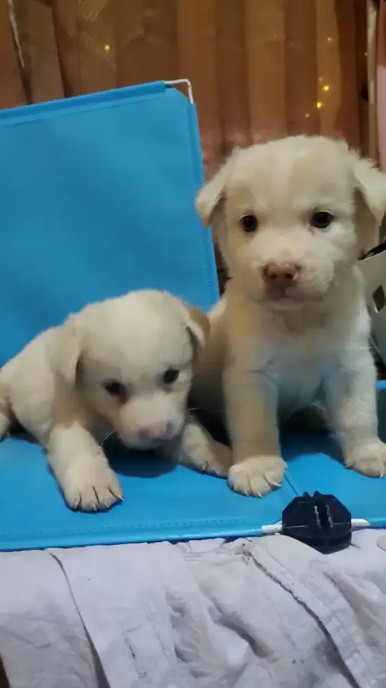 Anjing baby kintamani