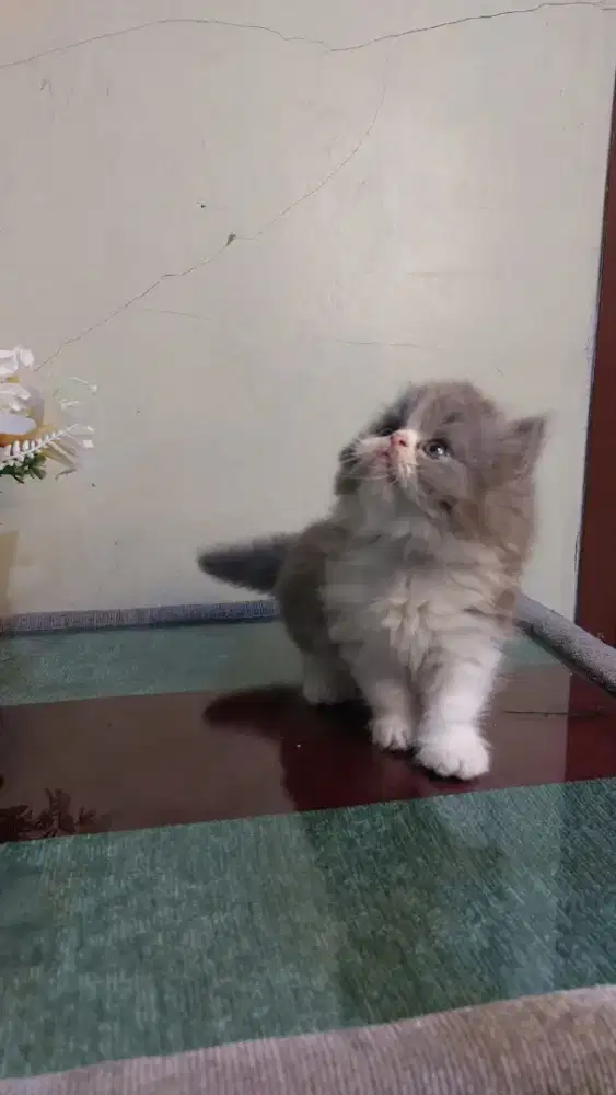 Kitten betina ras campuran peaknose dan persia