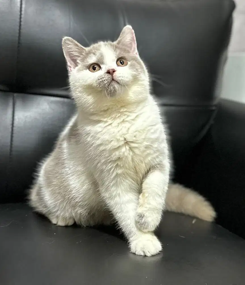 Kucing British Shorthair BSH bico lilac jantan