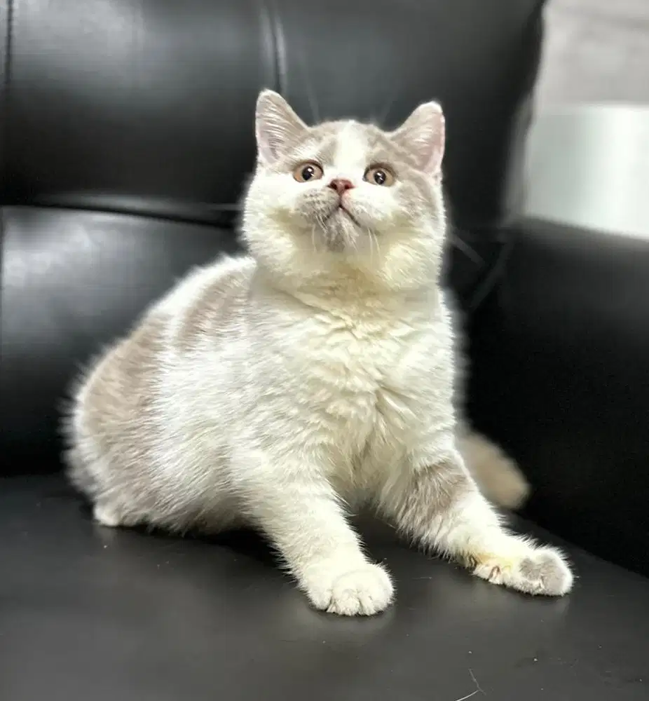 Kucing British Shorthair BSH bico lilac jantan