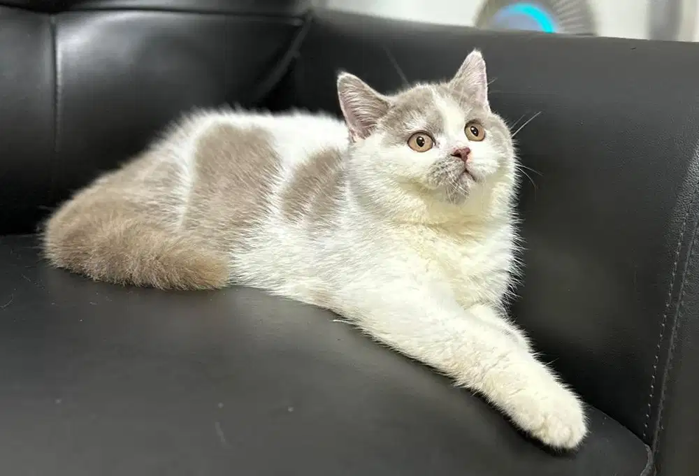 Kucing British Shorthair BSH bico lilac jantan