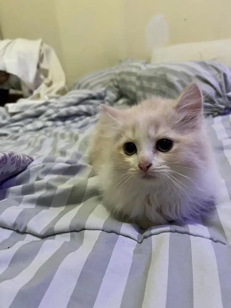 Munchkin mix Scottish Fold (scottish kilt Mix) BOGEL