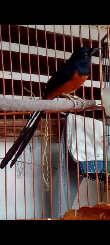 Muray balak  mapan prospek