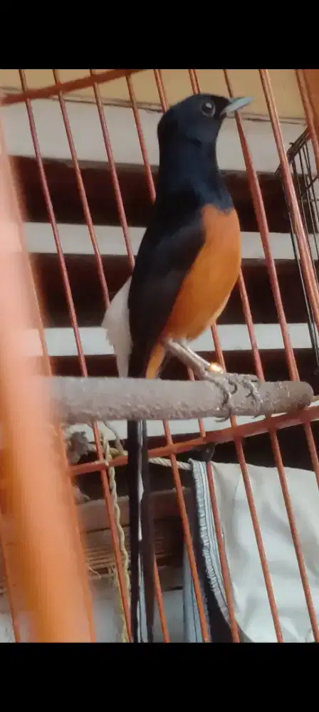 Burung Kolibri ninja gacor