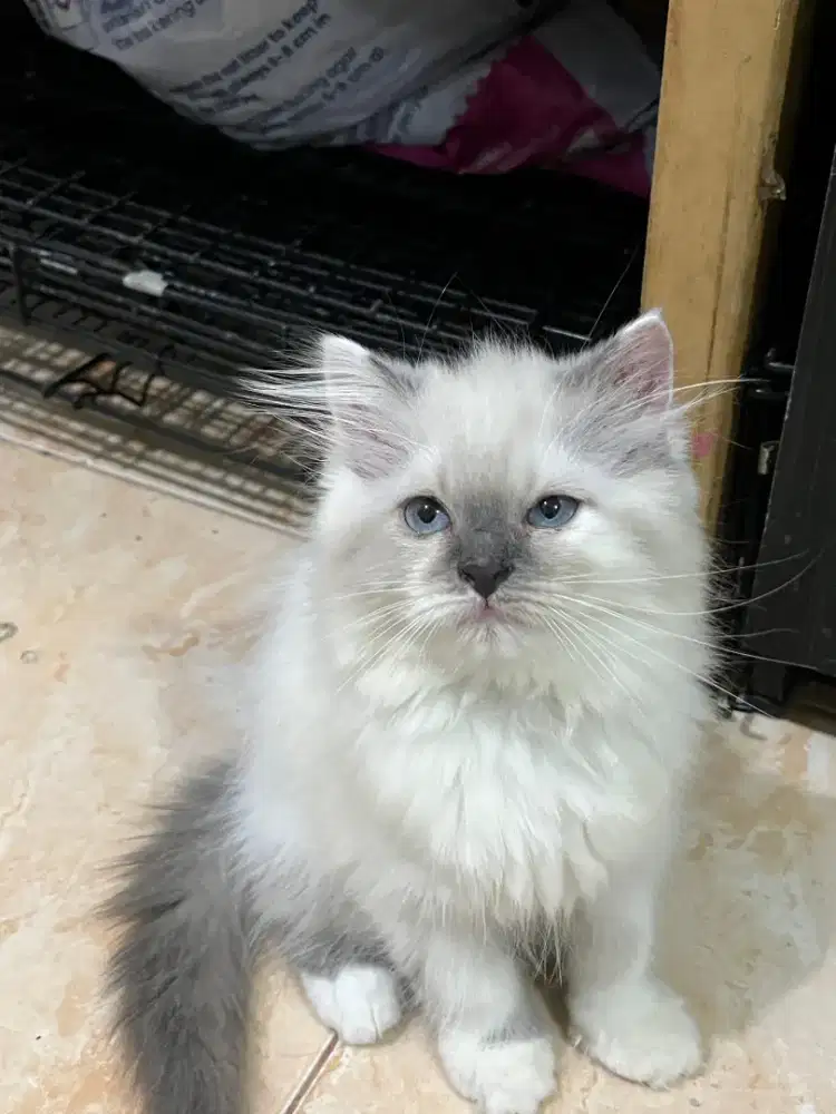 2 Persia jantan , usia 3 bulan ,sehat