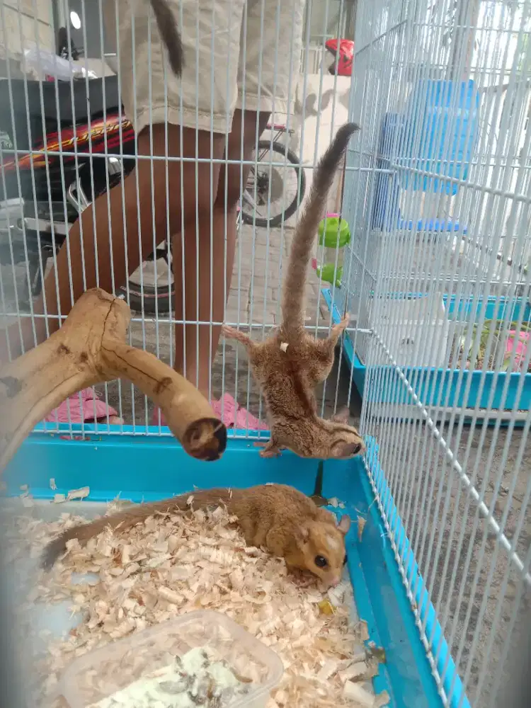 Sugar glider bermacam jenis