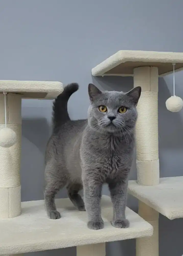 British Short Hair ( BSH ) Blue Male