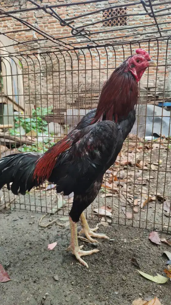 Ayam Bangkok crosse mangon