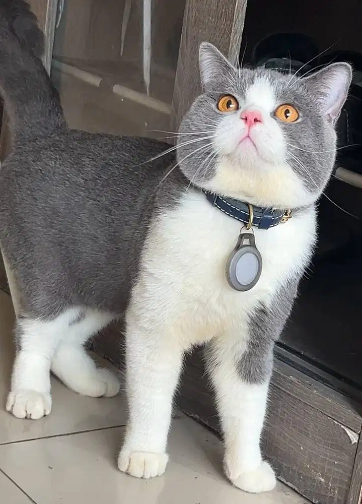 BSH bico blue pedigree CFA