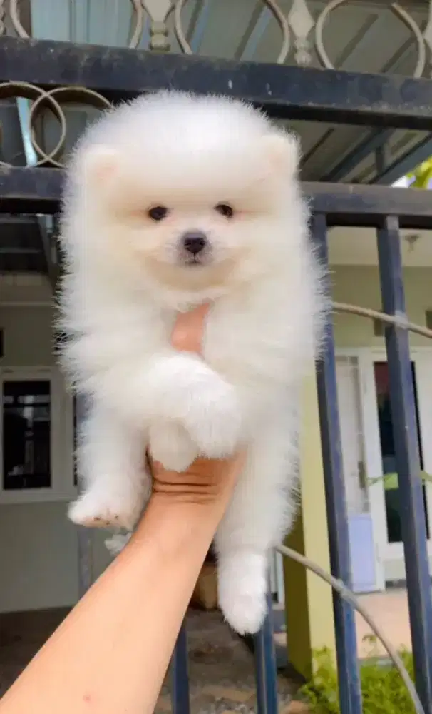 Mini Pom Jantan dan Betina Non Stamboom