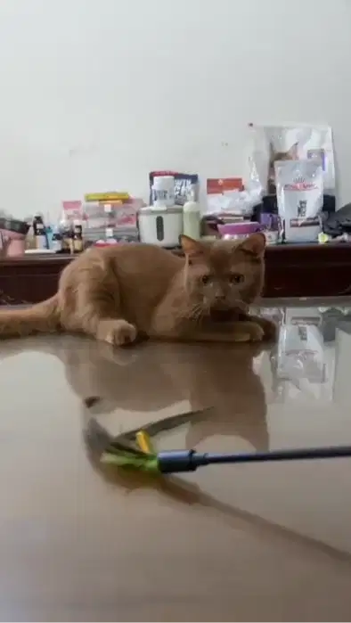 BSH Cinnamon Solid pedigree WCF