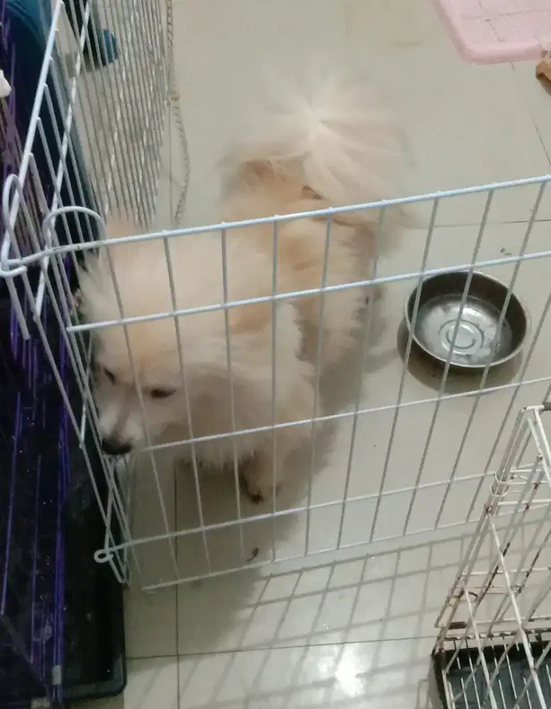 Anjing MiniPom indukan bisa barteran