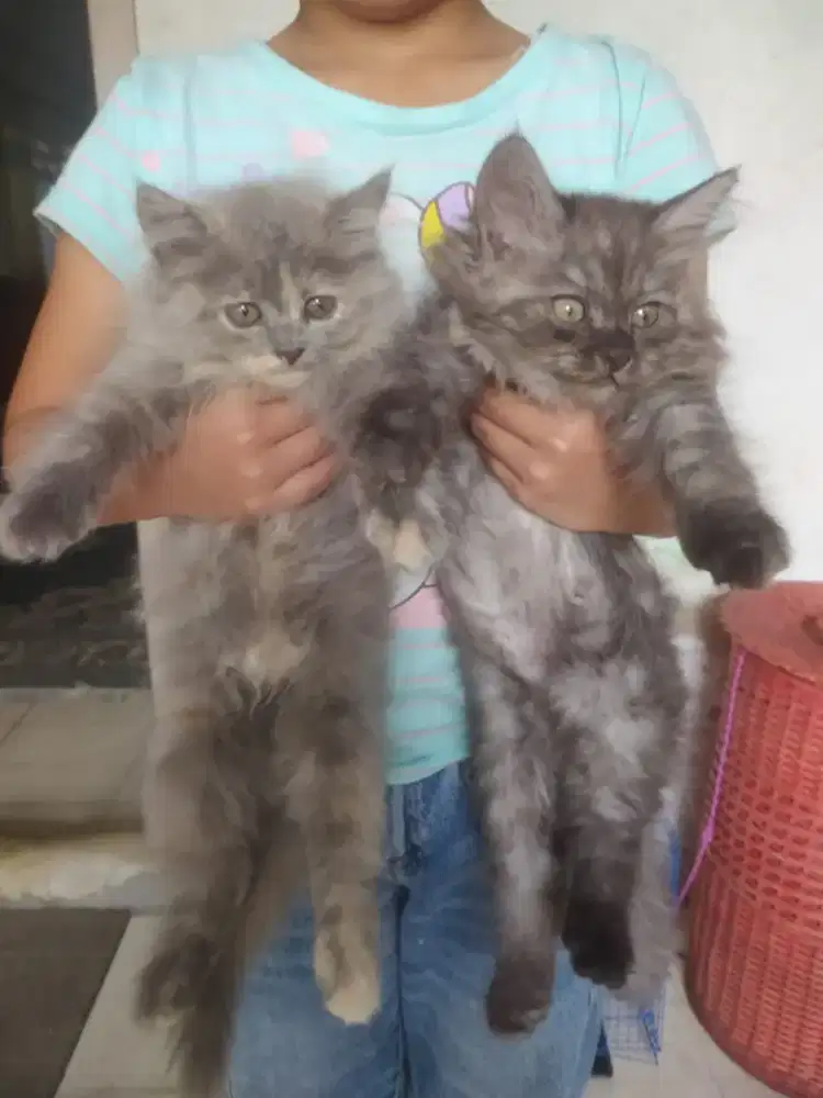 Lepas adopt kitten persia 3 bln jantan betina
