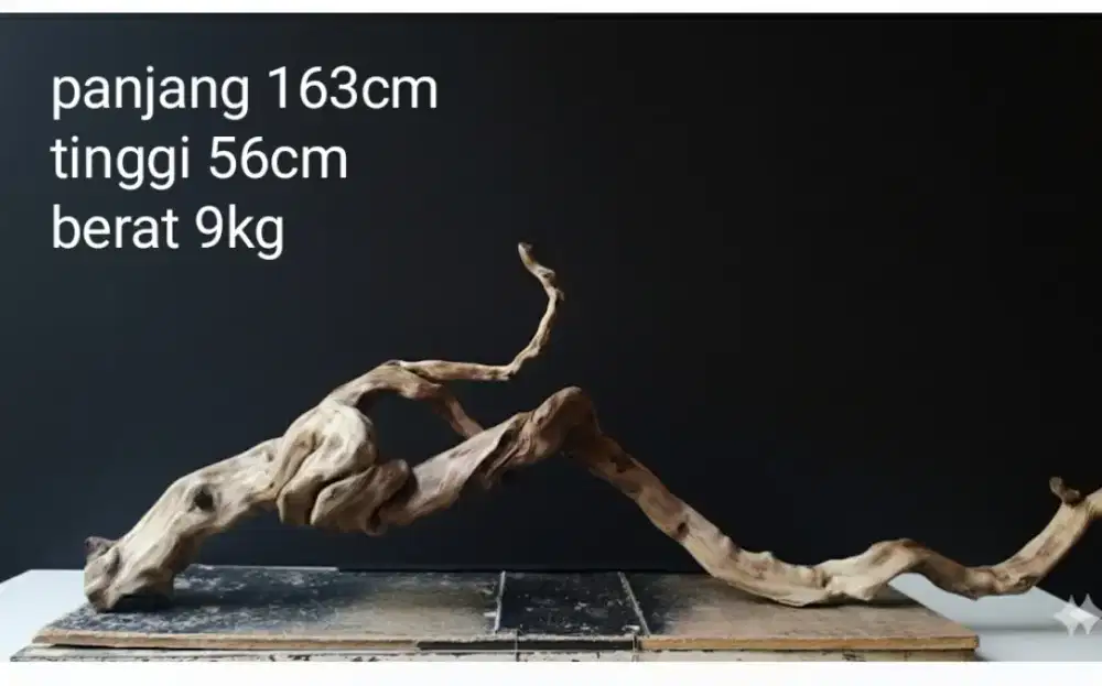 Kayu santigi laut sudah tengelam bebas tanin.