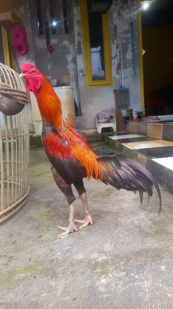 Cari lawan tes ayam