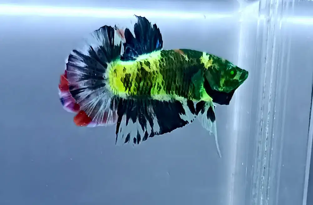 ikan cupang neon mata hijau