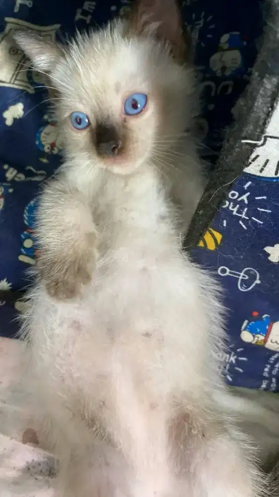 Kitten persia Himalaya x siam