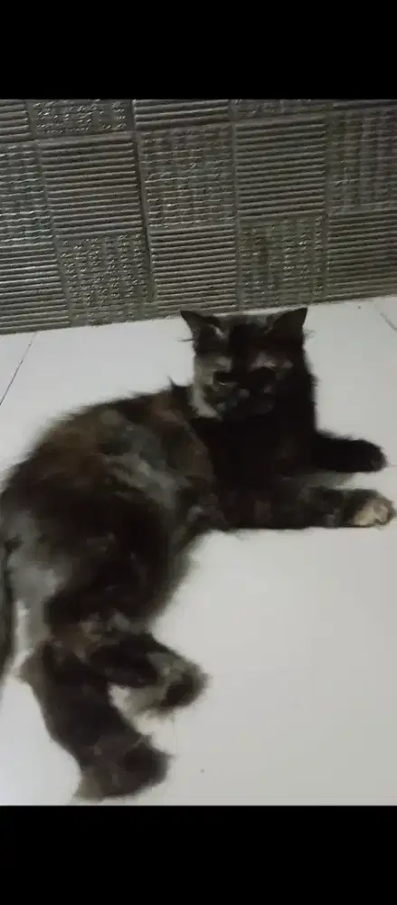 Kucing betina Munchkin NS hamil