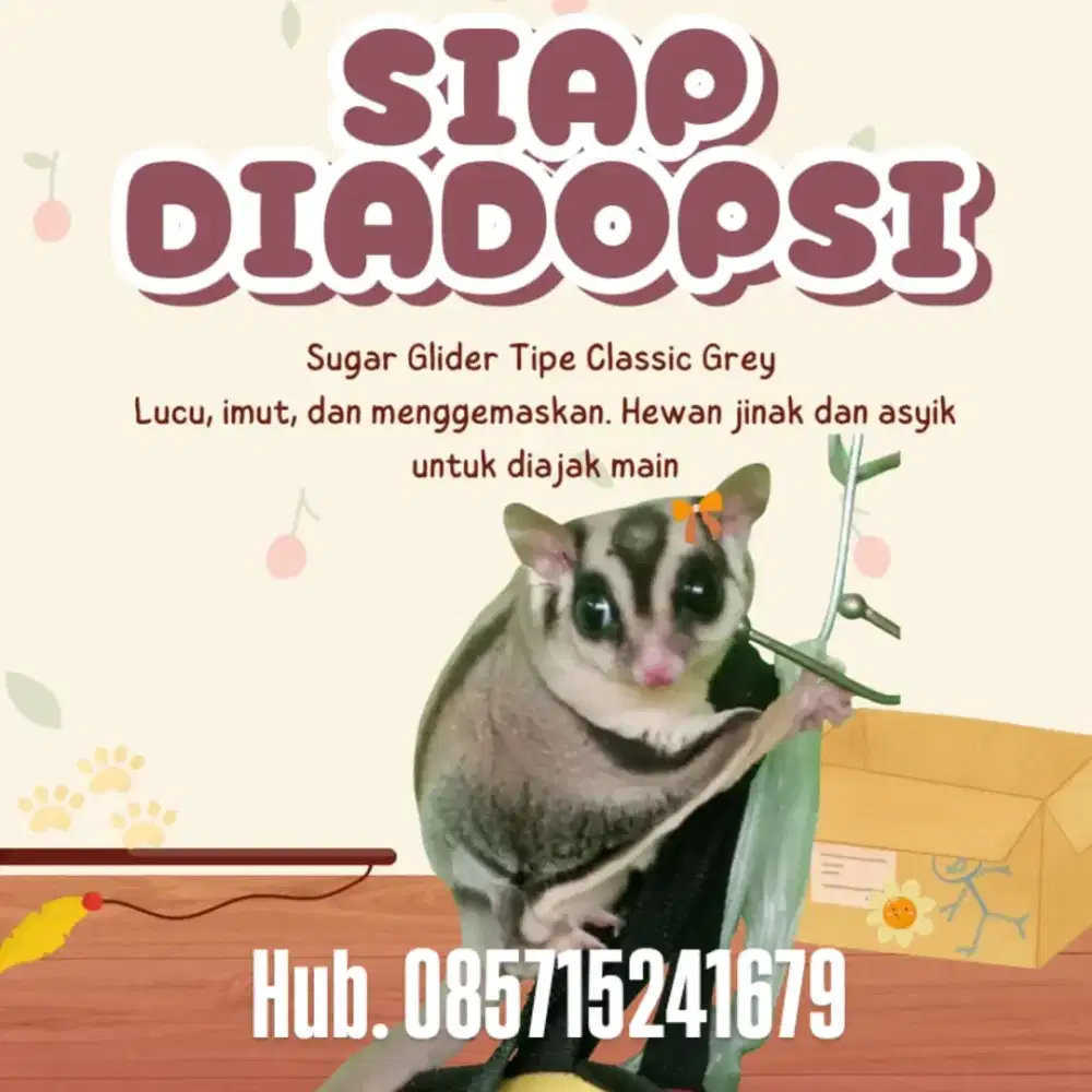 Sugar Glider Classic Grey