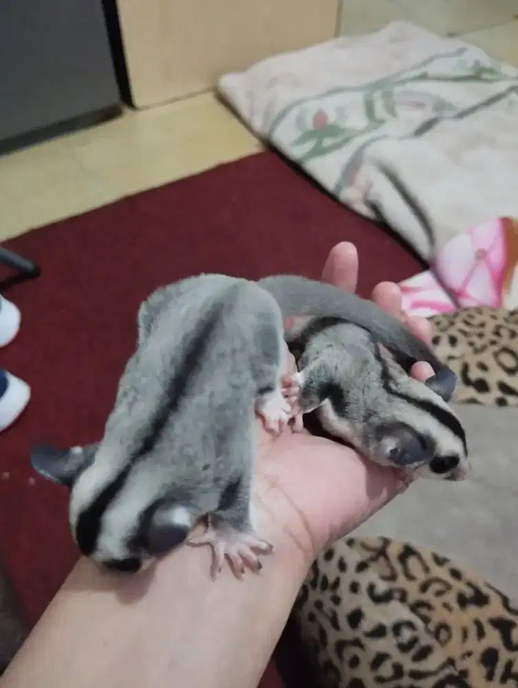 DIJUAL JOEY CLASSIC GREY HET CREAMINO