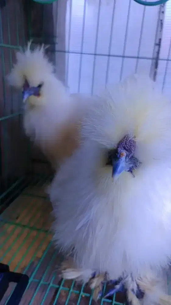 Ayam Silkie Jantan