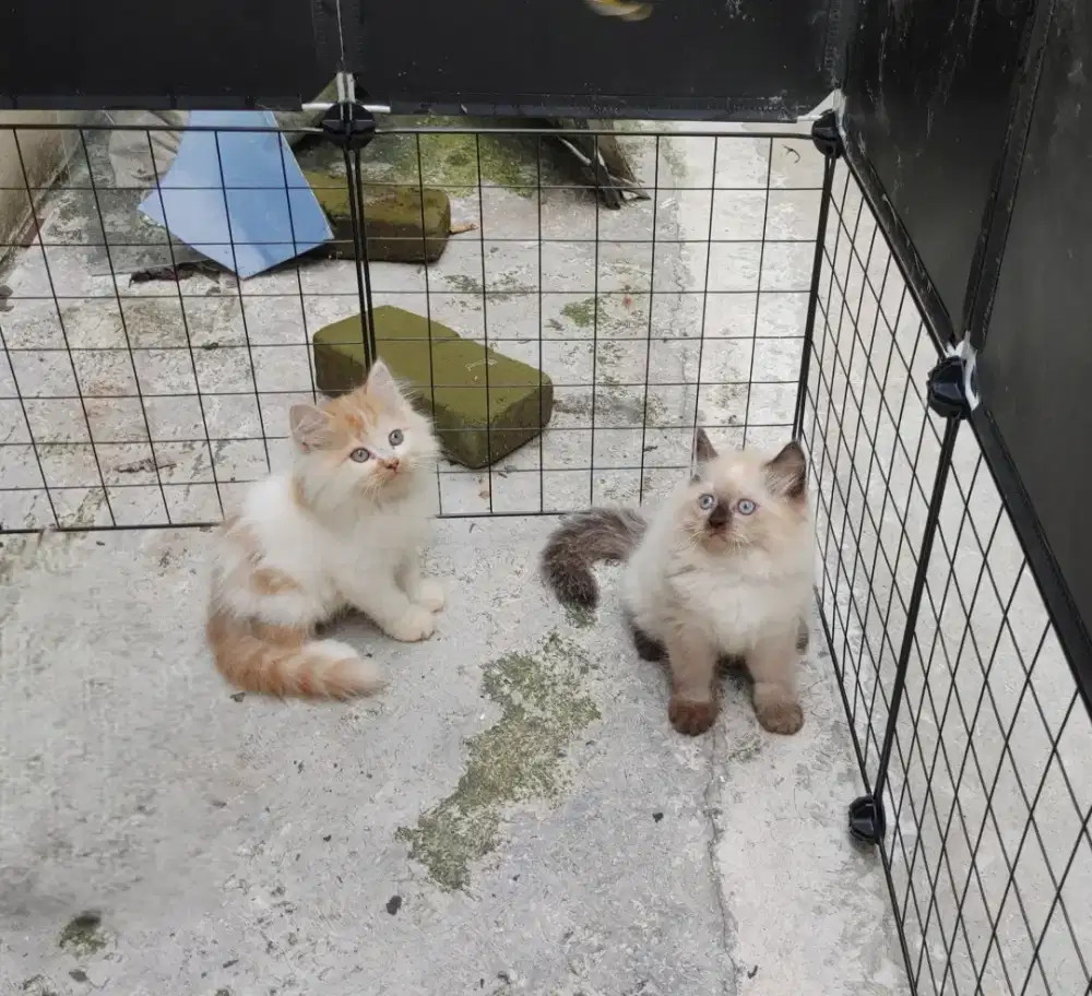Kucing kitten persia  / himalaya / anggora / peaknose