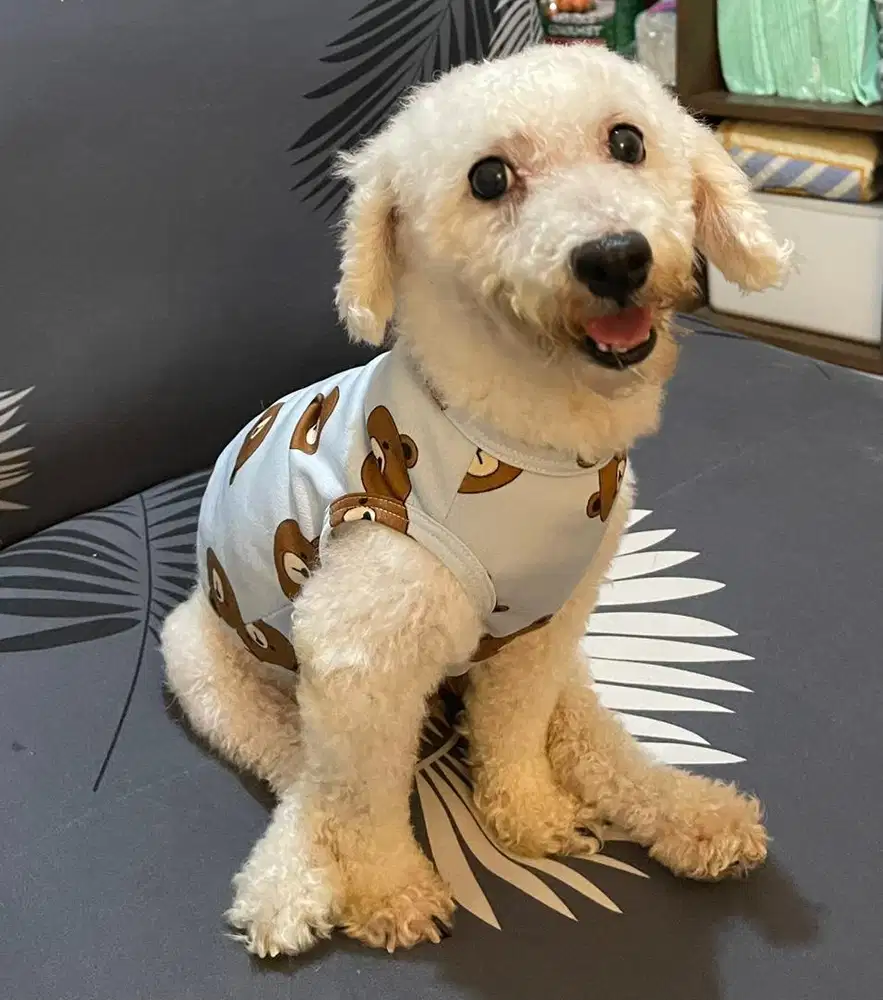 Free Adopt Anjing Toy Poodle