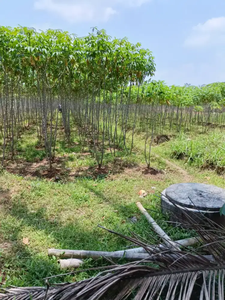 JUAL TANAH SHM di Borobudur