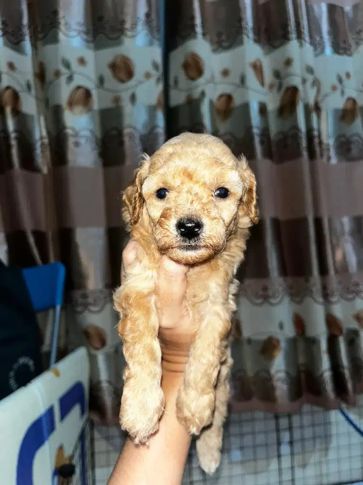 puppy poodle kosongan
