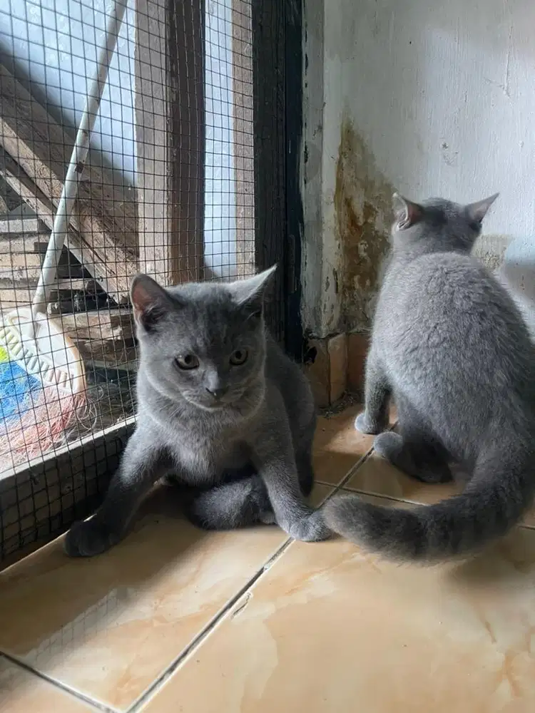 Kitten bsh blus solid