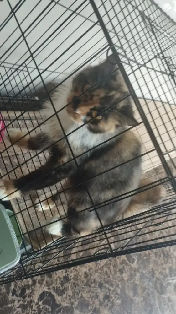 persia pure bulu riwuk