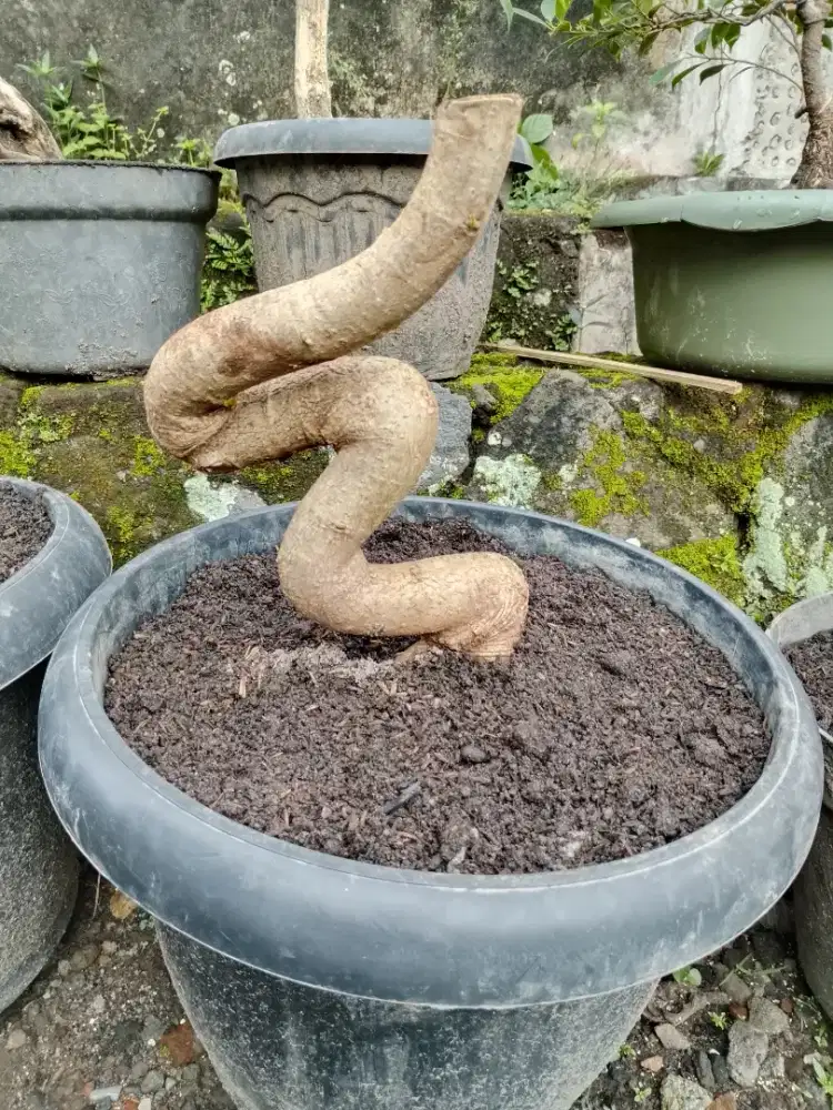 Bahan bonsai waru india