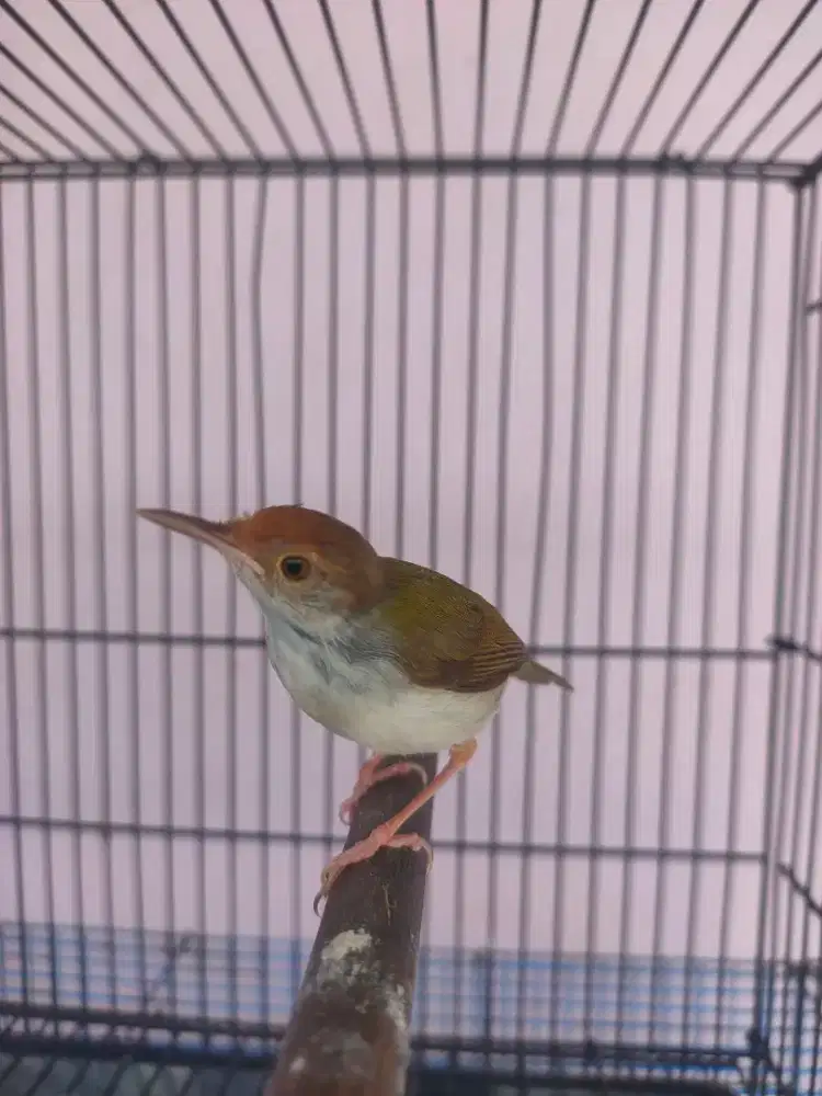 Berenjak bawah gacor