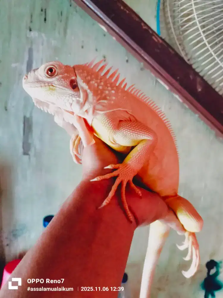 Reftil iguana red albino size juventiL