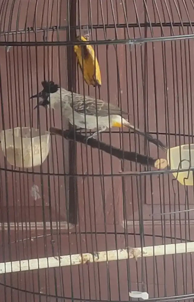 Burung Kutilang rajin