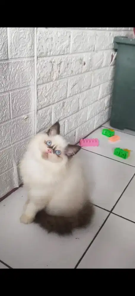 Kucing persia bulu super