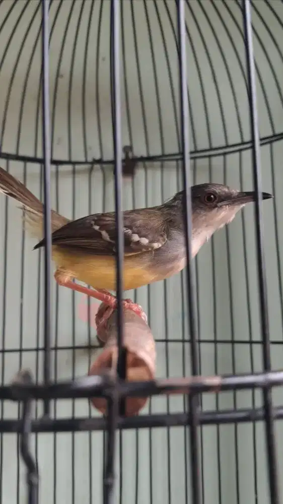 Ciblek semi purtotal fullset