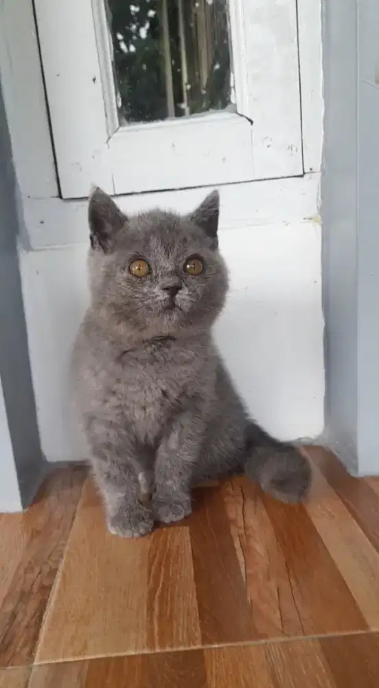 Kitten BSH jantan